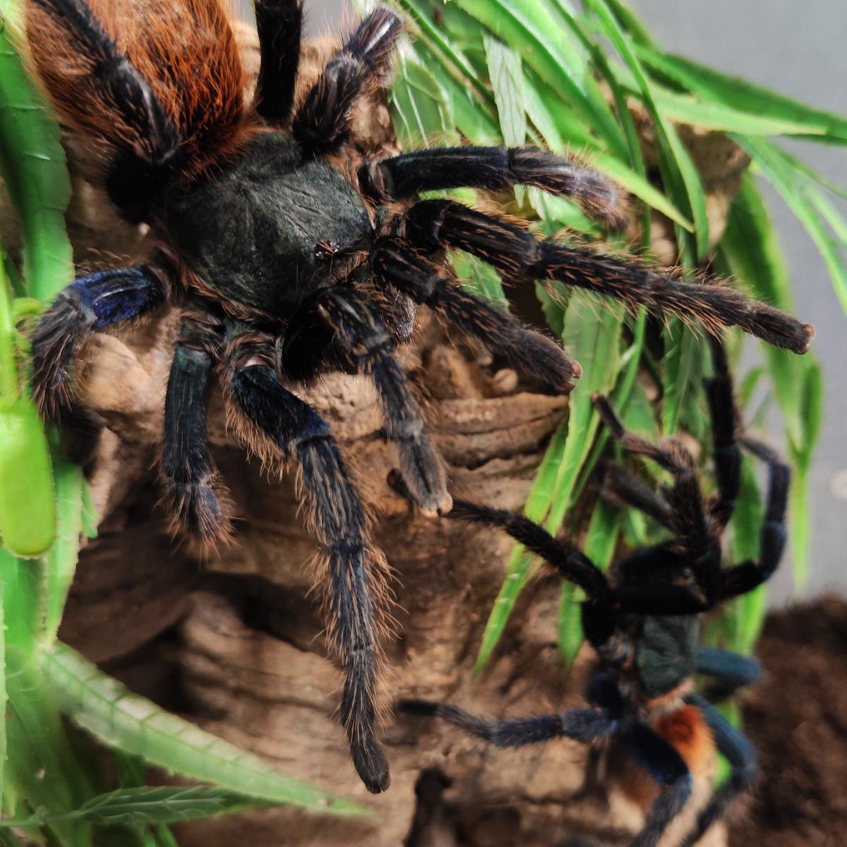 Chromatopelma cyaneopubescens